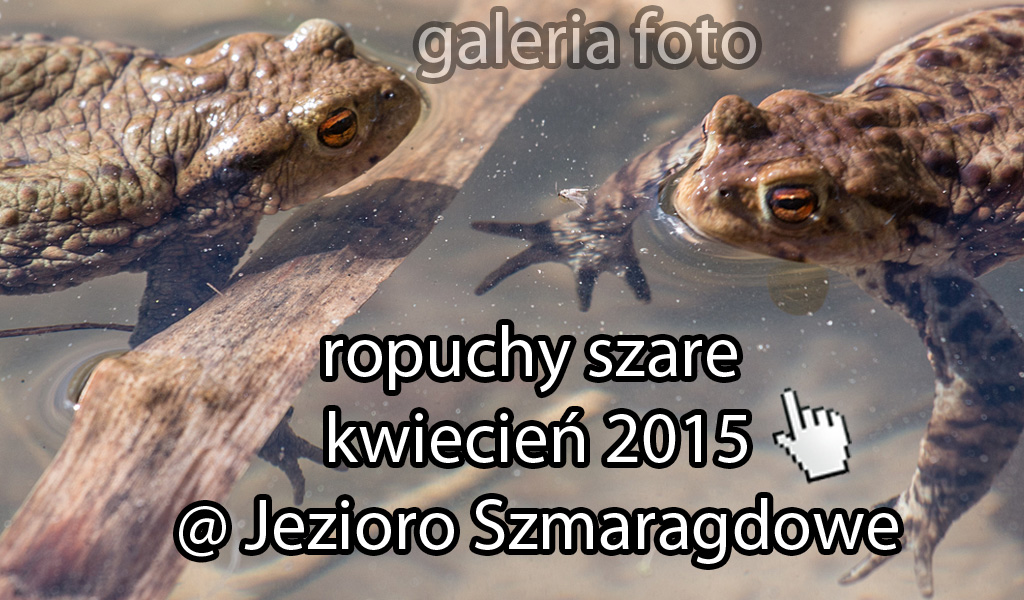 szczecin, żaby, ropuchy, ropucha szara, ropucha zwyczajna, bufo bufo, jezioro szmaragdowe, kierunek szczecin, zdjęcia, galeria fotografii