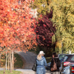 Fotografia z cyklu Szczecin na co dzień wykonana 26.10.2015 - jesień na osiedlu Bukowym