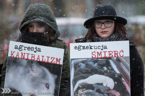 28.11.2015. Happening Ogólnopolski Dzień bez Futra w Szczecinie