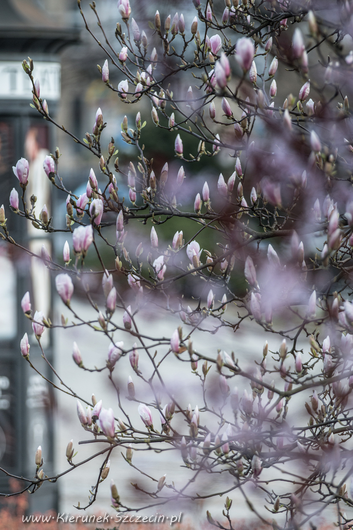 Fotografia. Szczecin na co dzień 07.04.2016