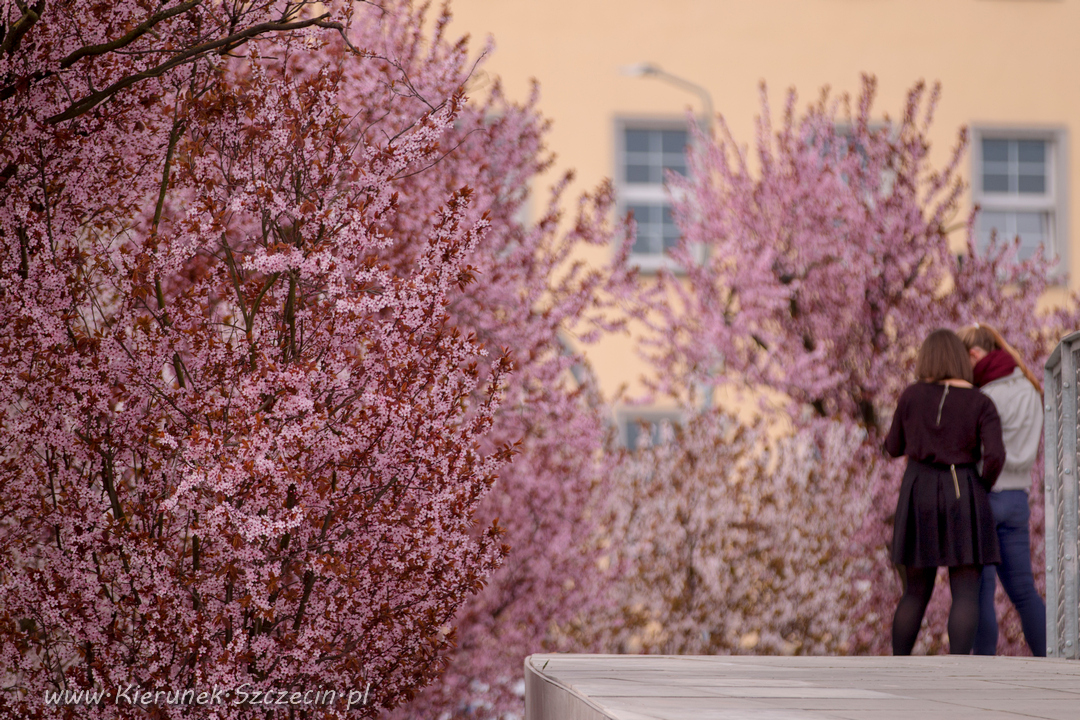 Fotografia. Szczecin na co dzień 09.04.2016