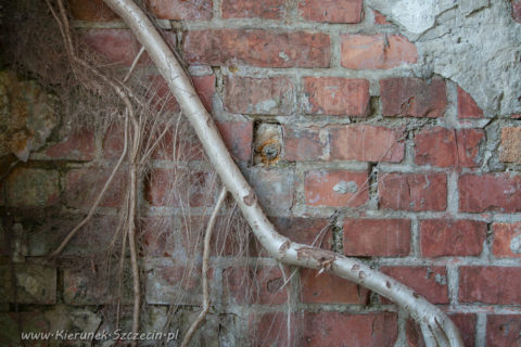 wiskord s.a, kierunek szczecin, galeria zdjęć, galeria fotografii, zakłady chemiczne chemitex-wiskord, fotoreportaż, ddfoto, vereinigte glanzstoff fabriken ag wuppertal-elberfeld-sidofsauer, vereinigte glanzstoff fabriken ag elberfeld werk sydowsaue, historia szczecina, wiskord