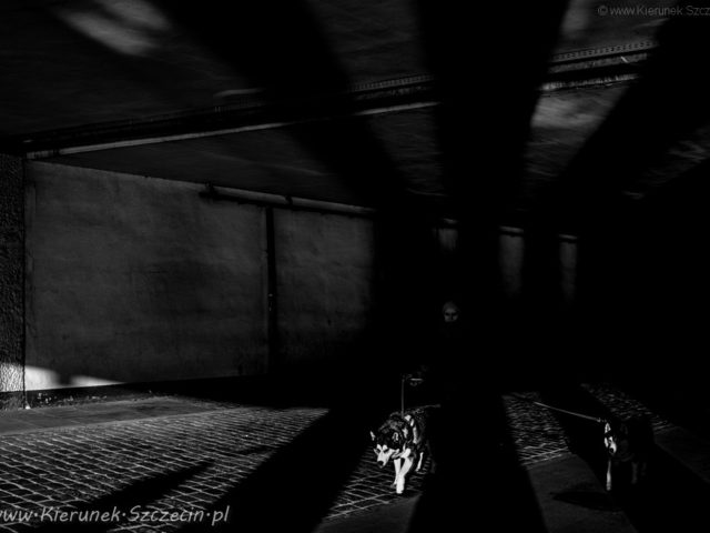 Szczecin. PROJEKT FOTOGRAFICZNY. DoGGy Szczecin, czyli psi Szczecin *slider