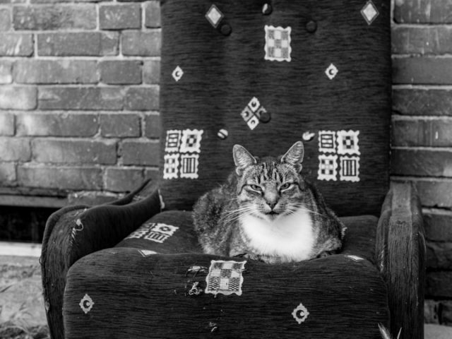 Szczecin. PROJEKT FOTOGRAFICZNY. Street cat’s of Szczecin, czyli koty uliczne w Szczecinie *slider