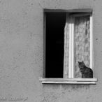 Szczecin. PROJEKT FOTOGRAFICZNY. Street cat's of Szczecin, czyli koty uliczne w Szczecinie