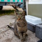 Szczecin. PROJEKT FOTOGRAFICZNY. Street cat's of Szczecin, czyli koty uliczne w Szczecinie