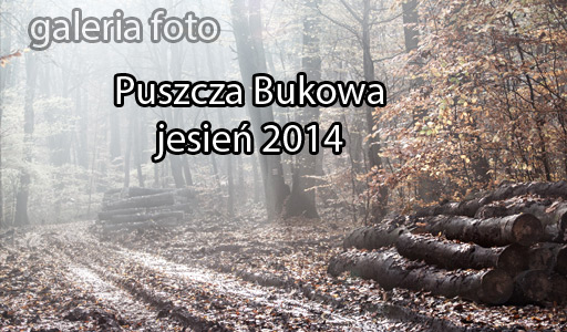 Szczecin. Fotoreportaż. 2014 – Puszcza Bukowa w jesiennej odsłonie...