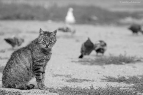 Szczecin. PROJEKT FOTOGRAFICZNY. Street cat's of Szczecin, czyli koty uliczne w Szczecinie