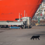 Szczecin. PROJEKT FOTOGRAFICZNY. Street cat's of Szczecin, czyli koty uliczne w Szczecinie