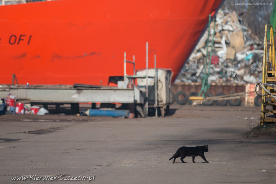 Szczecin. PROJEKT FOTOGRAFICZNY. Street cat's of Szczecin, czyli koty uliczne w Szczecinie