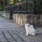 Szczecin. PROJEKT FOTOGRAFICZNY. Street cat's of Szczecin, czyli koty uliczne w Szczecinie