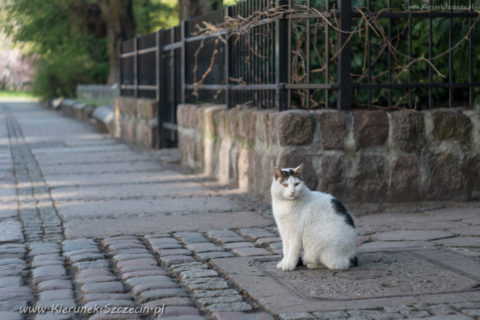 Szczecin. PROJEKT FOTOGRAFICZNY. Street cat's of Szczecin, czyli koty uliczne w Szczecinie