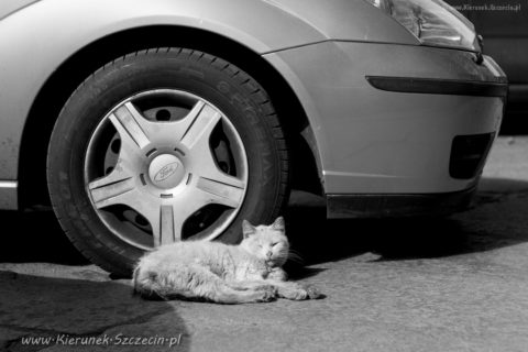 Szczecin. PROJEKT FOTOGRAFICZNY. Street cat's of Szczecin, czyli koty uliczne w Szczecinie