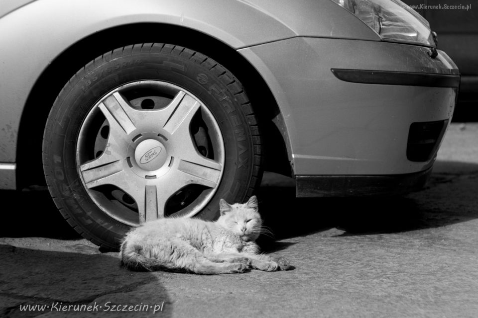 Szczecin. PROJEKT FOTOGRAFICZNY. Street cat's of Szczecin, czyli koty uliczne w Szczecinie