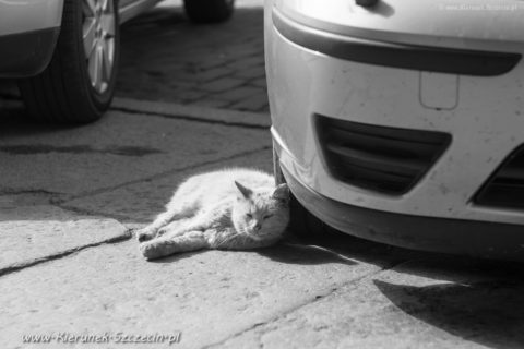 Szczecin. PROJEKT FOTOGRAFICZNY. Street cat's of Szczecin, czyli koty uliczne w Szczecinie