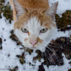 Szczecin. PROJEKT FOTOGRAFICZNY. Street cat's of Szczecin, czyli koty uliczne w Szczecinie