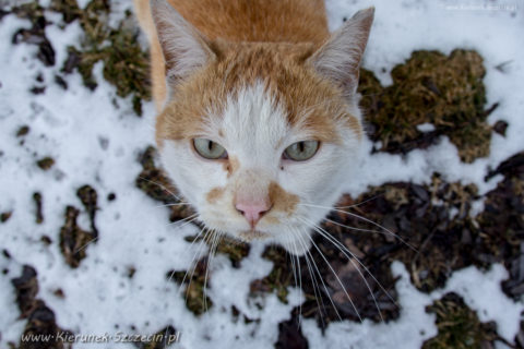 Szczecin. PROJEKT FOTOGRAFICZNY. Street cat's of Szczecin, czyli koty uliczne w Szczecinie