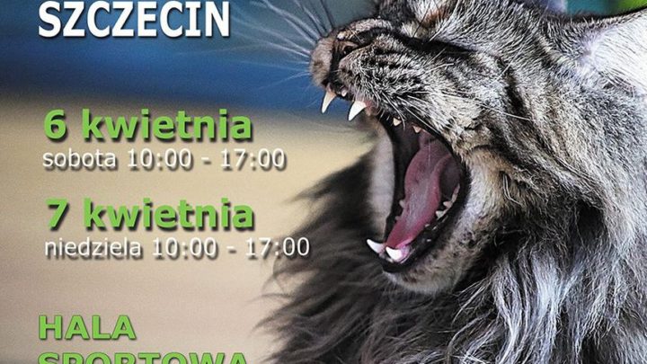 ARCHIWUM. Szczecin. Imprezy. Wydarzenia. 06-07.04.2019. XXVII i XXVIII Międzynarodowa Wystawa Kotów Rasowych w Szczecinie