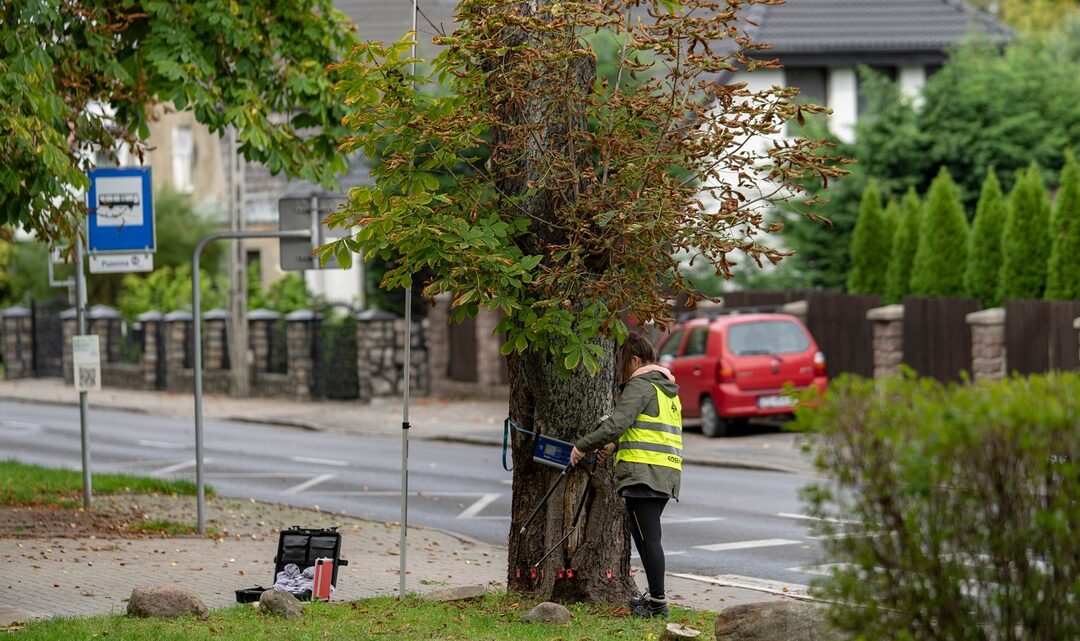 Fotografia. Szczecin na co dzień 08.10.2020. Mierzenie drzew w Szczecinie. Pomiary drzew na poboczu ulicy Pszennej. Szczecin, prawobrzeże