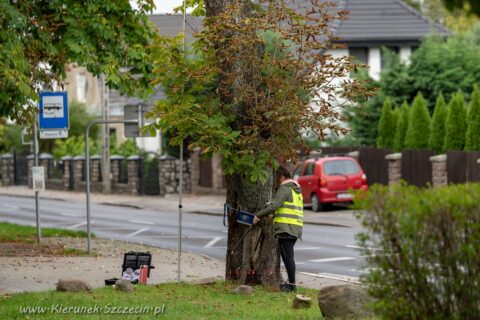 Fotografia. Szczecin na co dzień 08.10.2020. Mierzenie drzew w Szczecinie. Pomiary drzew na poboczu ulicy Pszennej. Szczecin, prawobrzeże