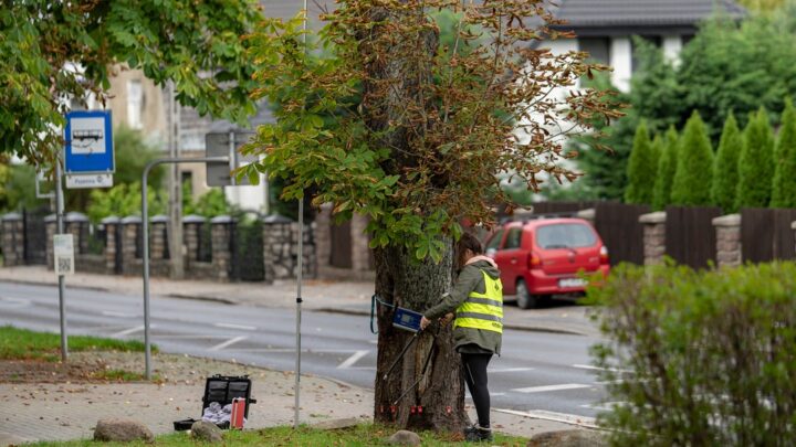 Fotografia. Szczecin na co dzień 08.10.2020. Mierzenie drzew w Szczecinie. Pomiary drzew na poboczu ulicy Pszennej. Szczecin, prawobrzeże