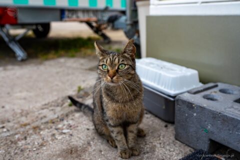 Szczecin. PROJEKT FOTOGRAFICZNY. Street cat's of Szczecin, czyli koty uliczne w Szczecinie