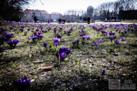 2013 Krokusy :: Jasne Błonia :: Szczecin :: 16
