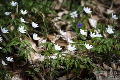 KWIECIEŃ 2013. Puszcza Bukowa w obiektywie 11