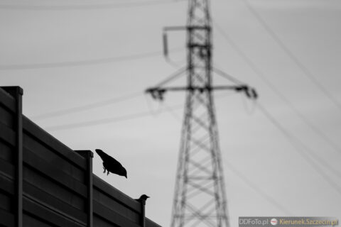 Szczecin marzec 2015 :: 46