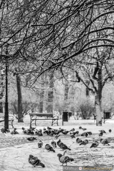 Szczecin - styczeń 2015 fot. 44