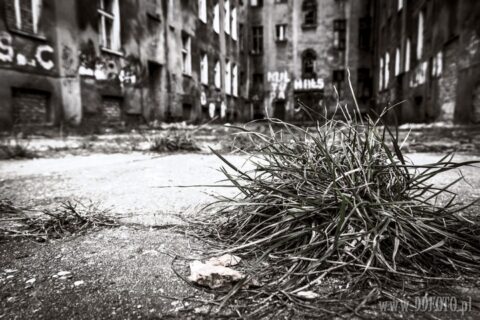 Szczecin :: Obrońców Stalingradu ::16